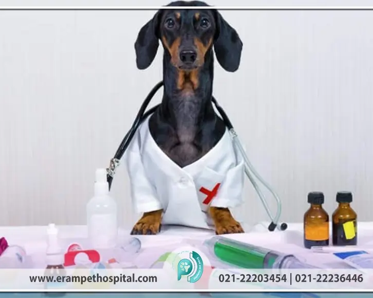 veterinary-medicine-870-553