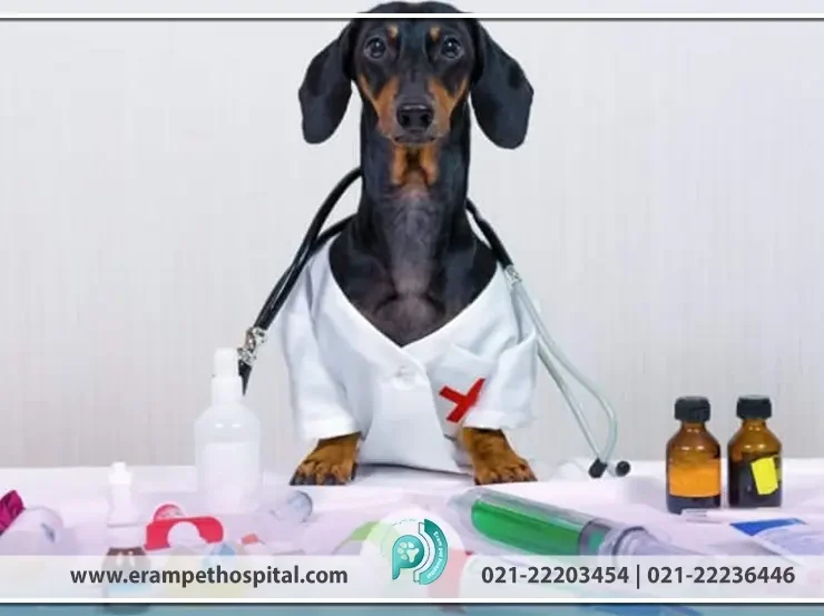 veterinary-medicine-buying-guide