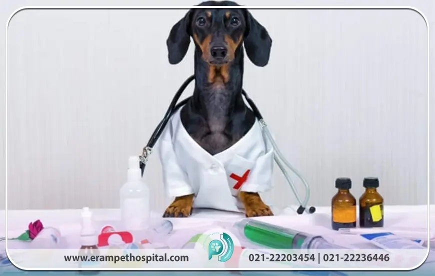 veterinary-medicine-buying-guide