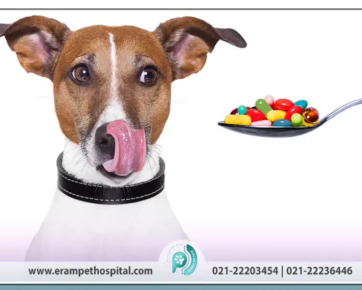 commonly-used-drugs-veterinary-medicine-uses-erampethospital.com_