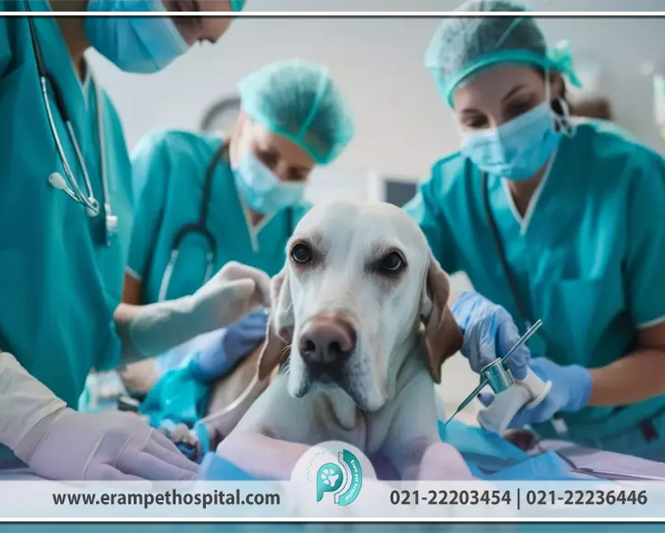Animal-surgery-in-Irans-most-equipped-veterinary-clinic-erampethospital.com_