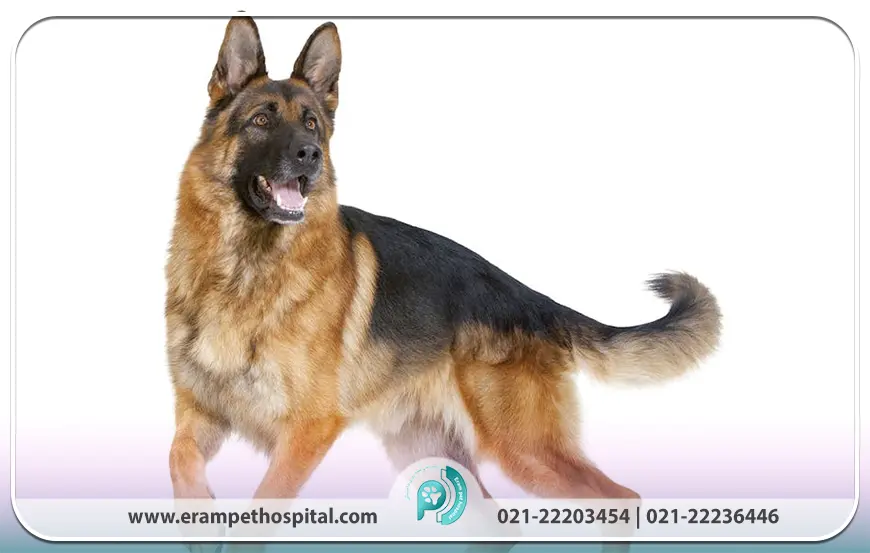 ویژگی‌های ظاهری و بدنی ژرمن شپرد