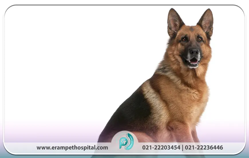 ژرمن شپرد به عنوان سگ کاری و نگهبان