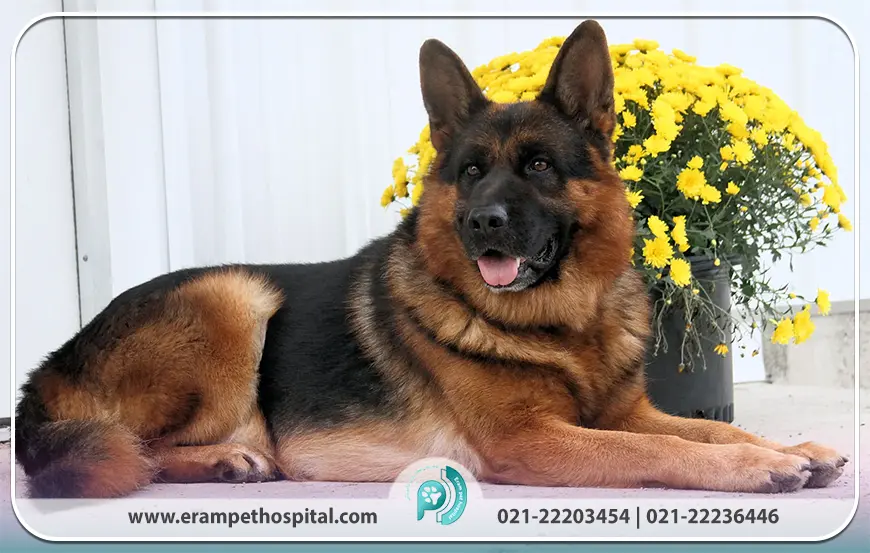 بهداشت و مراقبت‌های پزشکی از ژرمن شپرد