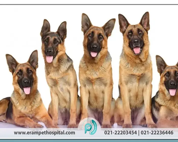 Introducing-German-Shepherd-breed-erampethospital.com_