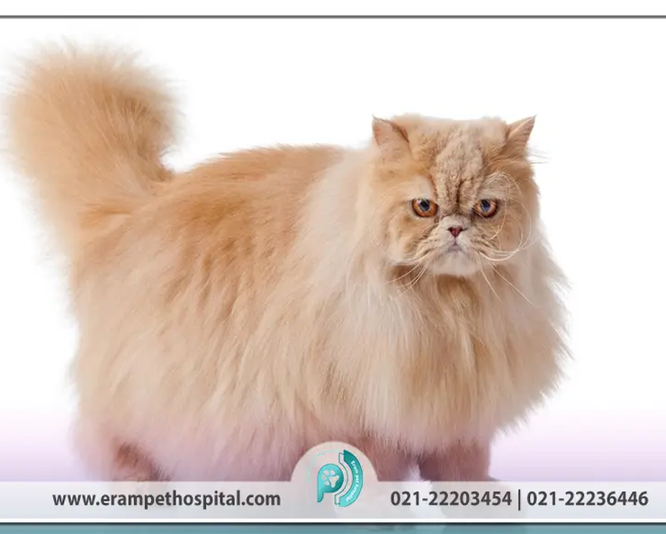 complete-introduction-persian-cat-erampethospital.com_