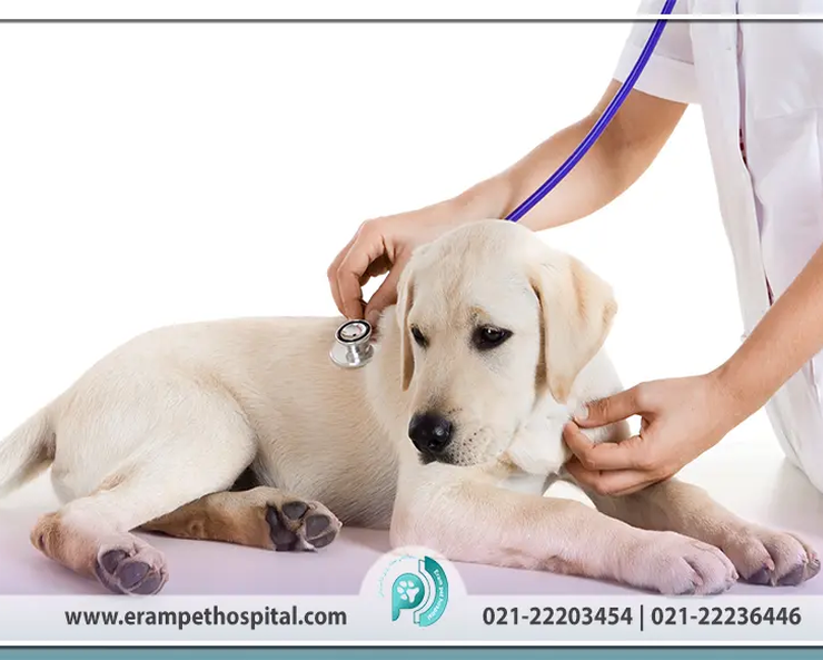 importance-hospitalization-animal-eram-veterinary-hospital-erampethospital.com_