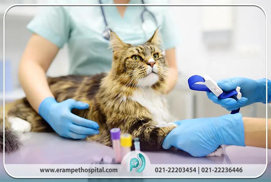 روش‌های تشخیص توکسوپلاسموز در حیوانات خانگی