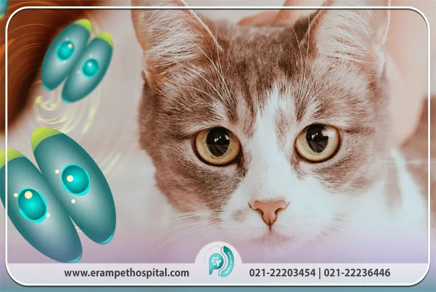 پیشگیری از توکسوپلاسموز