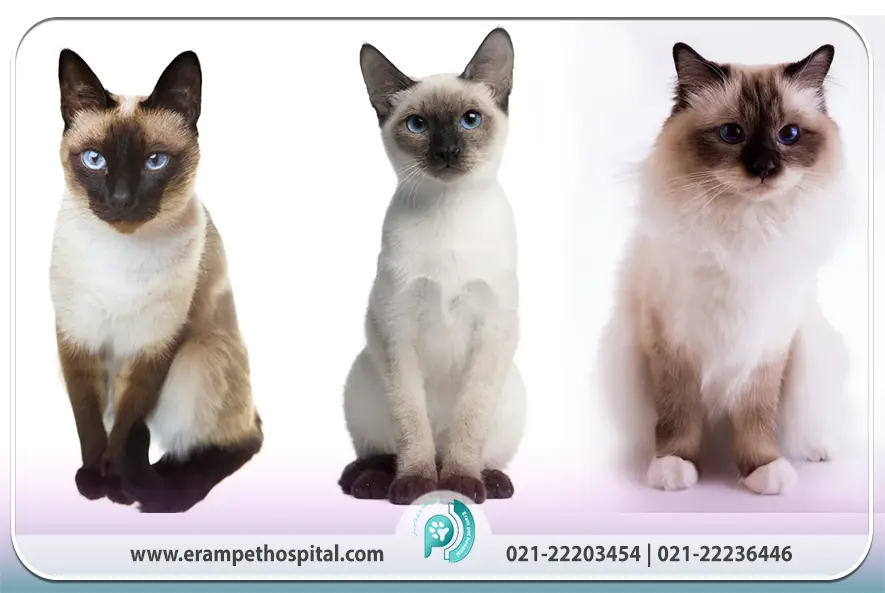 گربه سیامی (راهنمای کامل نگهداری)