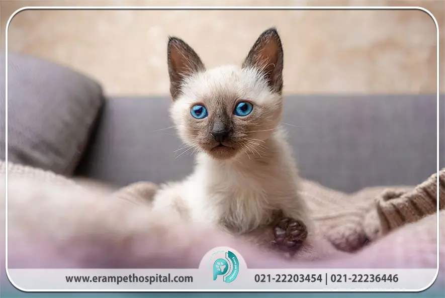 سلامت و بیماری‌های گربه سیامی