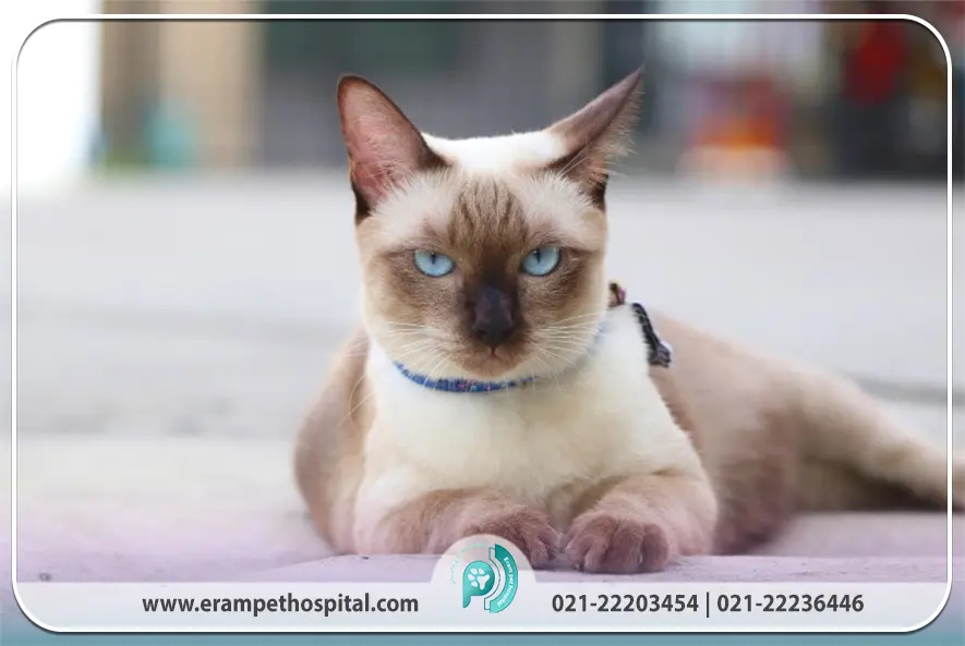 سیامی در ایران (چالش‌ها و فرصت‌ها)