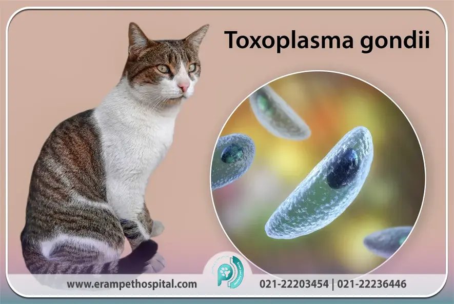 توکسوپلاسموز در گربه‌ها