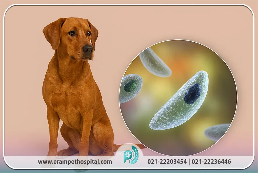 توکسوپلاسموز در سگ‌ها