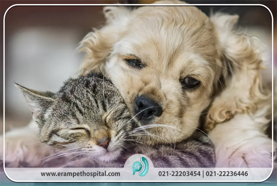 توکسوپلاسموز در حیوانات خانگی