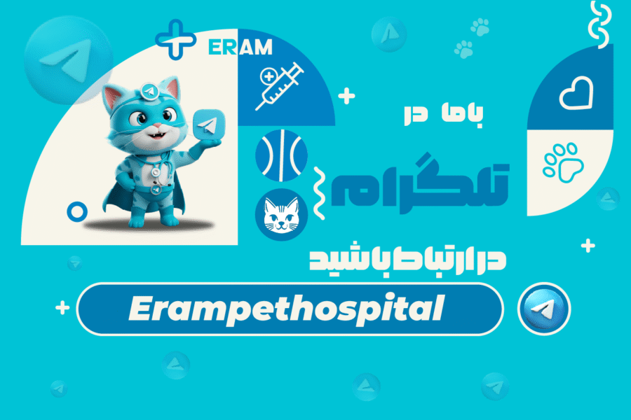 telegram-min-1-900x600