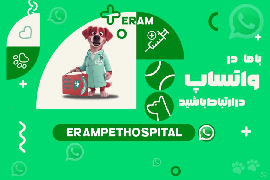 whatsapp-min-900x600